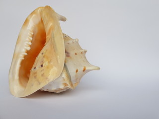 Shell