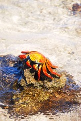 Galapagos Crab