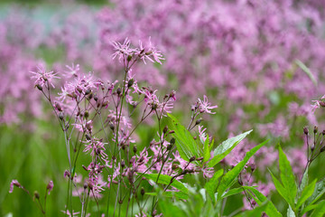 Small purple flowers