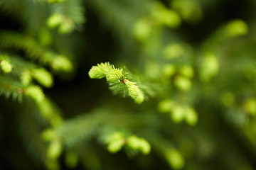 Fir buds macro
