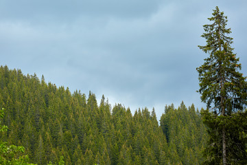 Pine tree forest landscape