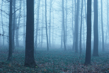 Thick fog in the autumn forest. Fallen foliage.