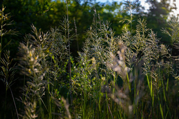 Juicy grass against the sky