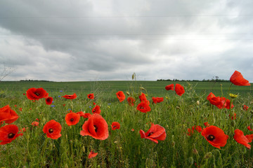 Obraz premium Czerwone wiosenne kwiaty (maki) na tle zielonej łąki i ponurego nieba z chmurami. Nie ma złej pogody.