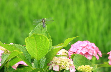 トンボと紫陽花