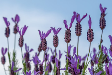 Obraz premium French Lavender