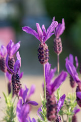French Lavender
