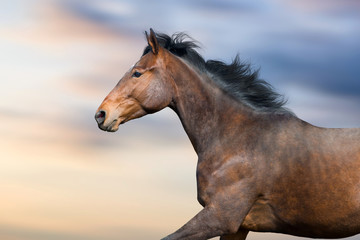 Bay stallion portrait in motion against beautiful sky