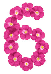 Arabic numeral 6, six, from pink flowers of flax, isolated on white background
