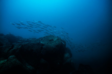 group of fishes swimming