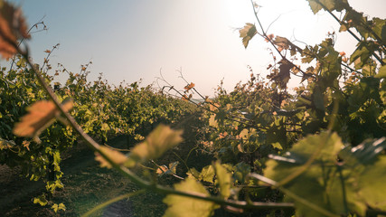 vineyards and a vine at sunset   © salahoff