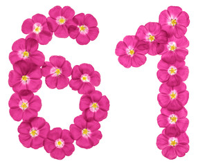 Arabic numeral 61, sixty one, from pink flowers of flax, isolated on white background