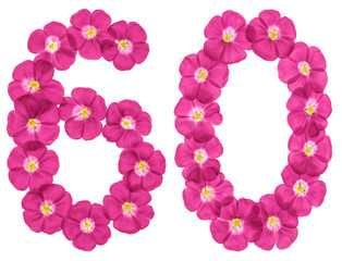 Fototapeta na wymiar Arabic numeral 60, sixty, from pink flowers of flax, isolated on white background