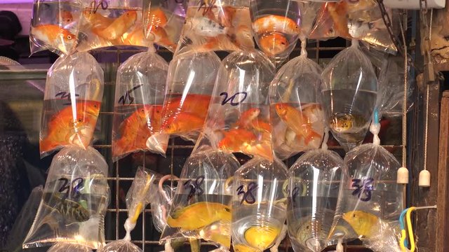 HONG KONG - CIRCA APRIL 2018 : GOLDFISH sold at the street shop in MONG KOK area.