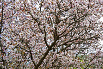 flower blossom spring garden