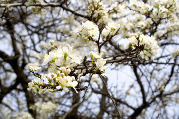 flower blossom spring garden