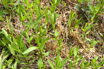 flower blossom spring garden