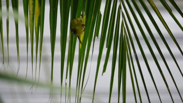 Green small bird playground.
Green Lora bird  perching up side down and swinging on coconut palm leaf ,HD slow motion.