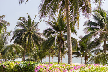 Fototapeta na wymiar garden palm tree and sea