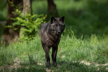 Black Wolf Animal © AB Photography