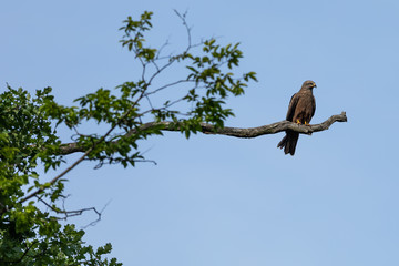 Black eared Kite Bird Animal