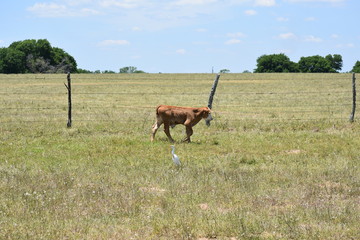 small calf against a fence line