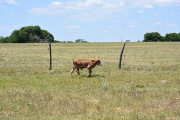Fototapeta premium small calf against a fence line