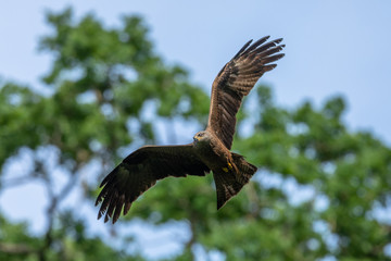 Fototapeta premium Black eared Kite Bird Animal