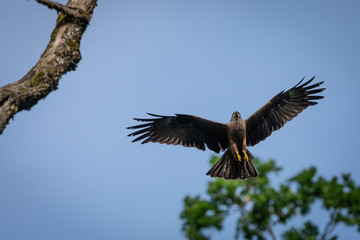 Black eared Kite Bird Animal
