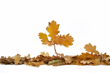 foliage of oak in autumn isolated on white background