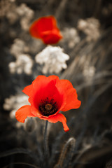 Memorial day flowers. Red poppy and rape flowers on aged background. Selective focus.