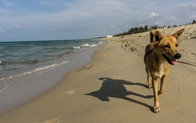 VIETNAM BEACH DOG