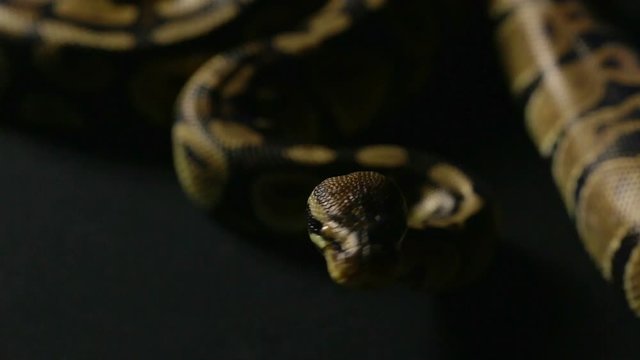 Crawling royal python in shadow