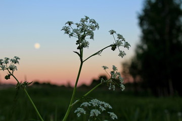Plant with white flowers, against the background of the night, moon sky, in the pre-dawn fog, with artificial lighting.