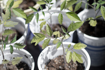 plant out sprouts