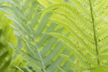 Closeup curled fern frond in spring, local focus