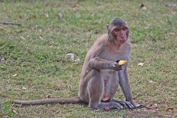 Monkey,  it is in Thai park,  Thailand Asia.