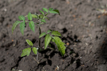 plant out sprouts