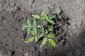 plant out sprouts