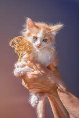 little ginger and white spots kitten sitting on the hands with ribbon bow on the neck as a present on a sky background