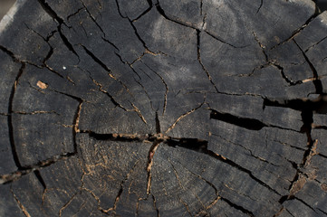 log of tree