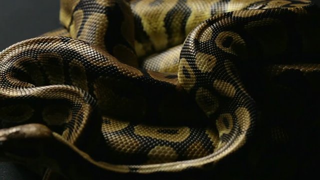 Snakeskin of two ball pythons in shadow