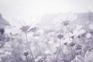 cosmos flower garden and falling snow