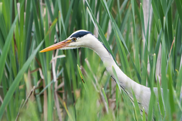 Grey Heron, Heron, Ardea cinerea