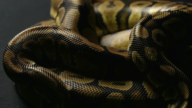 Snakeskin of ball python in shadow
