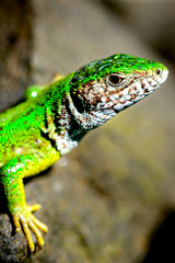 Green lizard on the sunshine in National Park, Hungary