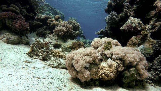 The amazing world of a coral reef. Beautiful coral flowers and tropical fish.