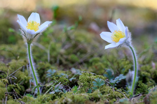 sasanka wiosenna Pulsatilla vernalis