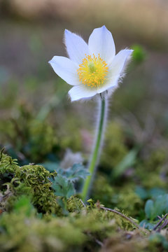 sasanka wiosenna Pulsatilla vernalis