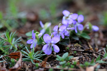 fiołek pagórkowy Viola collina